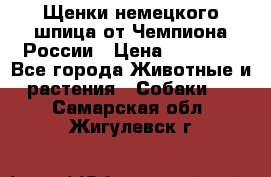 Щенки немецкого шпица от Чемпиона России › Цена ­ 50 000 - Все города Животные и растения » Собаки   . Самарская обл.,Жигулевск г.